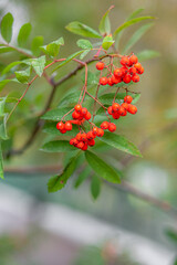 Mountain rowan ash branch berries on blurred green background. Autumn harvest still life scene. Soft focus backdrop photography. Copy space. © Anat art