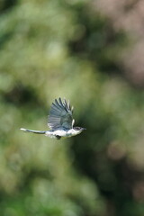 azure winged magpie in the forest