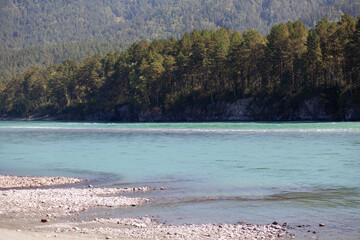 fast-flowing wide and full-flowing mountain river. the shore is visible against the background of a beautiful forest. Big mountain river Katun, turquoise color, in the Altai Mountains, Altai Republi