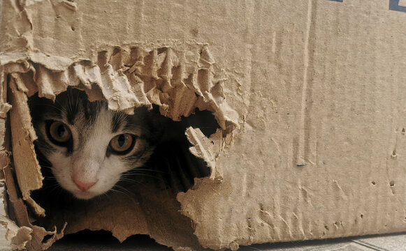 Cat in a box