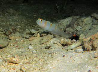 Orange Stripe Prawn Goby also known as Randall's Shrimp Goby Cebu Philippines