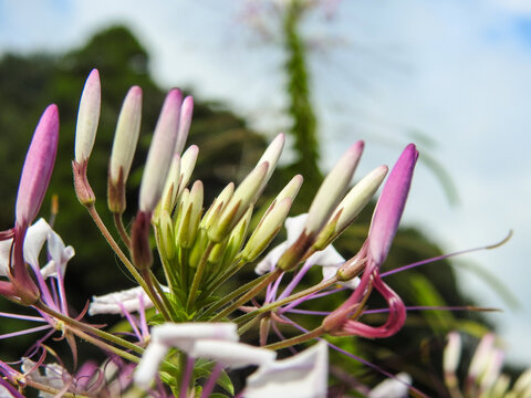 セイヨウフウチョウソウ Images Browse 68 Stock Photos Vectors And Video Adobe Stock セイヨウフウチョウソウ Images Browse 68 Stock Photos Vectors And Video Adobe Stock