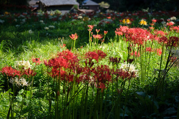 彼岸花と秋の風景