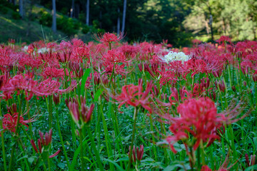 彼岸花と秋の風景