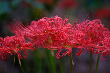 秋に満開の彼岸花