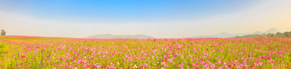 Beautiful Panorama of cosmos flowers field