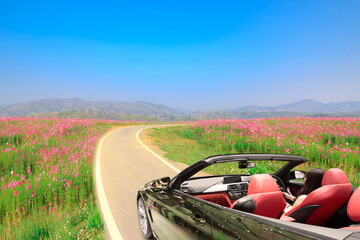 Driving sport car on the road go to flower field beautiful nature