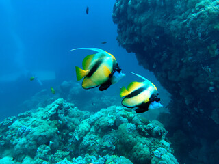 Naklejka na ściany i meble bannerfish in the coral reef