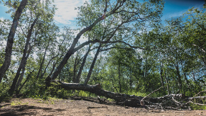 Fototapeta premium Green deciduous trees against a blue sky. The dry trunk is broken, lying in a forest clearing. A sunny summer day. Kamchatka