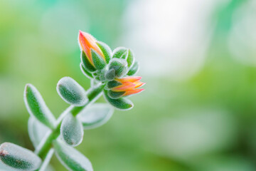 Plant flower orange rose button bloom closeup