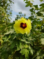 yellow flower in the garden