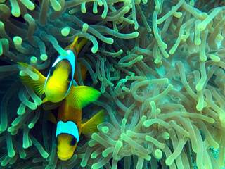 clownfish and anemone