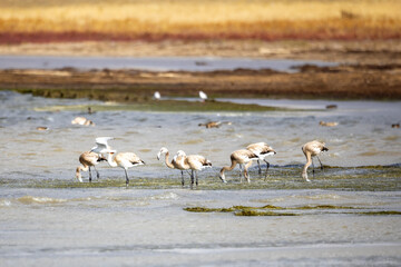 Young flamingoes with grayish plumage filter feed on brine shrimp, blue-green algae, insect larvae, small insects, mollusks and crustaceans. Korgalzhyn State Nature Reserve.