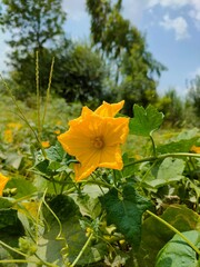 Obraz premium yellow maple leaves