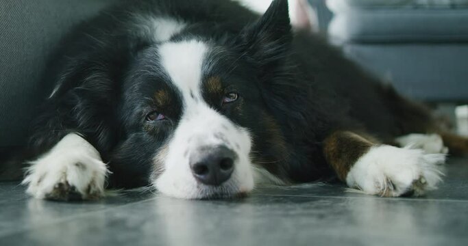 Medium wide shot of a dog sleeping on the floor. The doge opening the eyes and closing it again. Static shot with shallow depth of field.