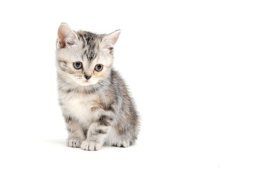 A gray purebred fluffy kitten sits on a white isolated background