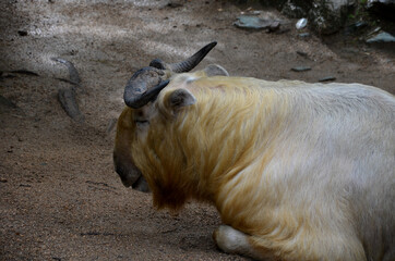 Chinese takin or gold inhabits the mountainous regions of the Himalayas, India and western China (Assam, Mishmi, S´chuan, Shensi. It lives in coniferous forests and dense stands of dwarf bamboo