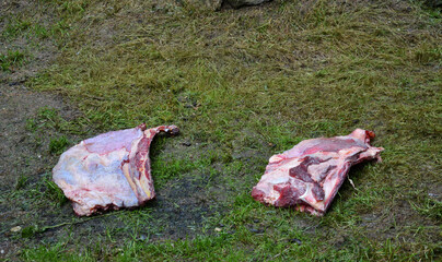 prepared meat for beasts in the zoo. large pieces of meat lie on the lawn. the animals are shy and will not be disturbed by tearing and swallowing bites. hygienic conditions of the natives