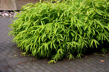 ground cover dwarf bamboo reaches a height of about 0.8 m with regularly arranged leaves of deep green color. It forms a very dense habit and is also used as a substitute for lawns. - obrazy, fototapety, plakaty