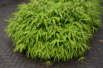 ground cover dwarf bamboo reaches a height of about 0.8 m with regularly arranged leaves of deep...