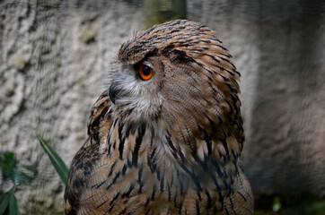 great eagle owl in a cage on a rock. looks where the mouse is. photographed from the front during...