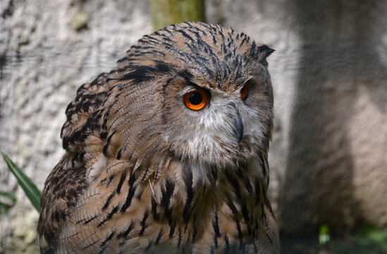 great eagle owl in a cage on a rock. looks where the mouse is. photographed from the front during the day