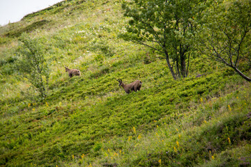 Chamois en montagne 