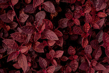 closeup nature view of purple leaves background, dark nature concept