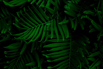 Naklejka na ściany i meble abstract green leaf texture, nature background, tropical leaf