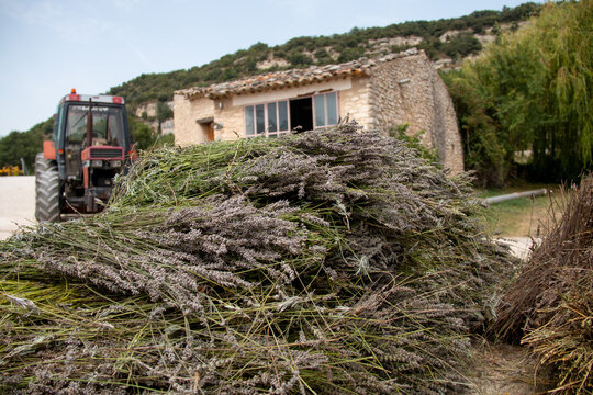 Vielle maison et son tracteur avec des bottes de lavandes en attente de distillation-Provence 