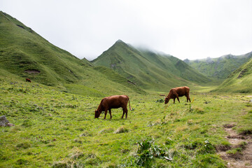 Fototapeta na wymiar Cow grazing in green mountains with fog, puy de Sancy Country, Auvergne 