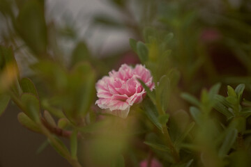 Pink Portulaca grandiflora with blurred background. Capture on 15, September, 2021. Tien Giang, Vietnam.