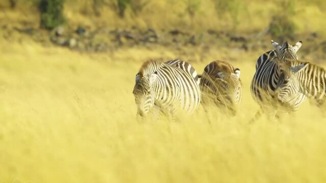 A Majestic Herd Of Zebras Enjoying Their Freedom As They Wander Together Across The Wide Meadow Nearby Various Plants And Trees During A Peaceful Daytime.