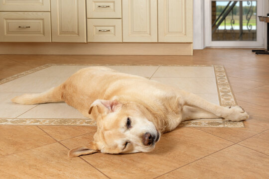 Sick dog lying on the floor with a sad look, suffering from allergies with a swollen snout. Illnesses, diseases of dogs. Old labrador retriever waiting for his owner at home.