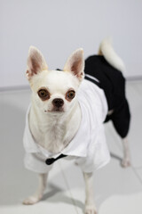 cute chihuahua dog dressed in formal suit