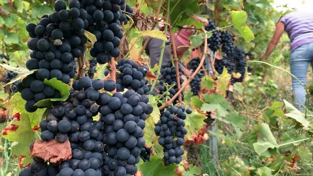 Ripe Syrah Grapes On Vineyards With Workers Removing Leaves. - close up