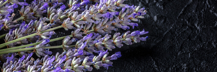 Lavender flower panorama, top shot with copy space. Aromatic herb. Lavandula plant in bloom
