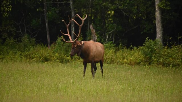 Bull Elk Stands and Urinates During Rut in Cataloochee Valley in the Smokies