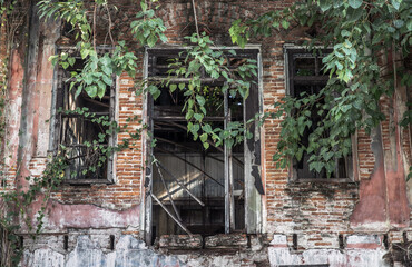 View through broken wooden door and old windows covered in green ivy plant into an abandoned...