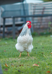 white rooster on a field of grass outdoors in Adelaide, South Australia