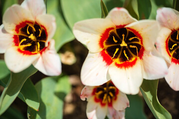 Naklejka na ściany i meble tulips in the spring garden