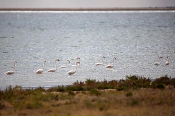 Greater flamingoes at Tengis - Korgalzhyn lakes. Korgalzhyn State Nature Reserve.