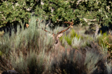 Common or European deer, male with antlers looking straight ahead. Cervus elaphus.