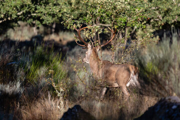 Male European or common deer moving through vegetation. Cervus elaphus.