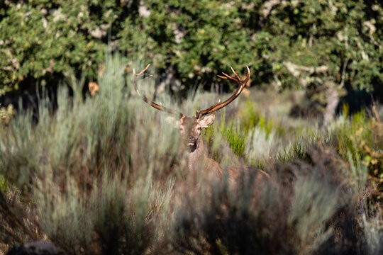 Common or European deer, male with antlers looking straight ahead. Cervus elaphus.