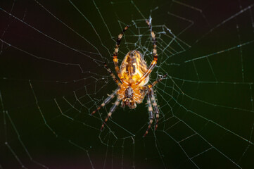 Large spider sits in its web