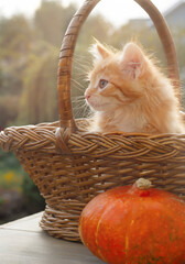 Fototapeta na wymiar Ginger kitten is sitting in a wicker basket in the garden next to a pumpkin. High quality photo