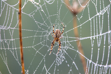 Araña esperando a su presa con la tela mojada por el rocio