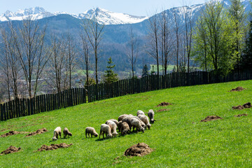 Owce barany na łące na tle gór - obrazy, fototapety, plakaty
