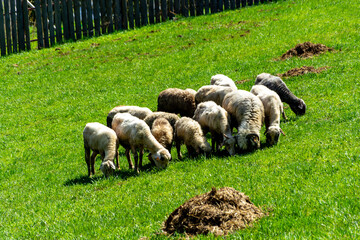 Owce barany na łące - obrazy, fototapety, plakaty